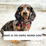 What Is The Dapple Weiner Dog?