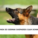 When Do German Shepherds Calm Down?