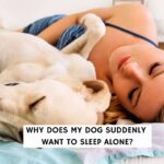Why Does My Dog Suddenly Wants to Sleep Alone?