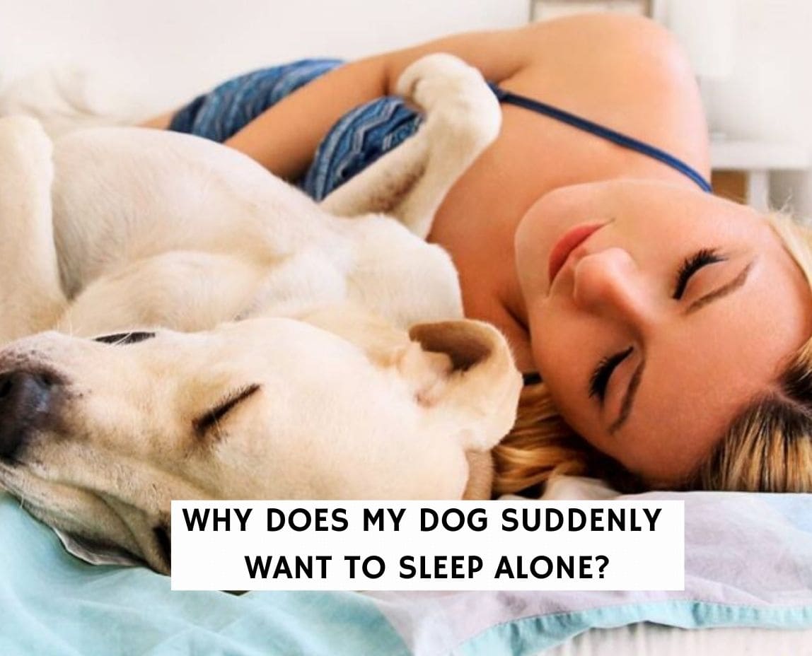 how to get dogs to sleep later