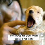 Why Does My Dog Yawn When I Pet Him?