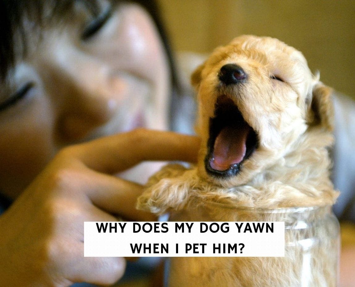 Why Does My Dog Yawn When I Pet Him? 5 Reasons! (2024) We Love Doodles