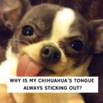 Why Is My Chihuahua’s Tongue Always Sticking Out?