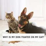 Why is My Dog Fixated on My Cat?
