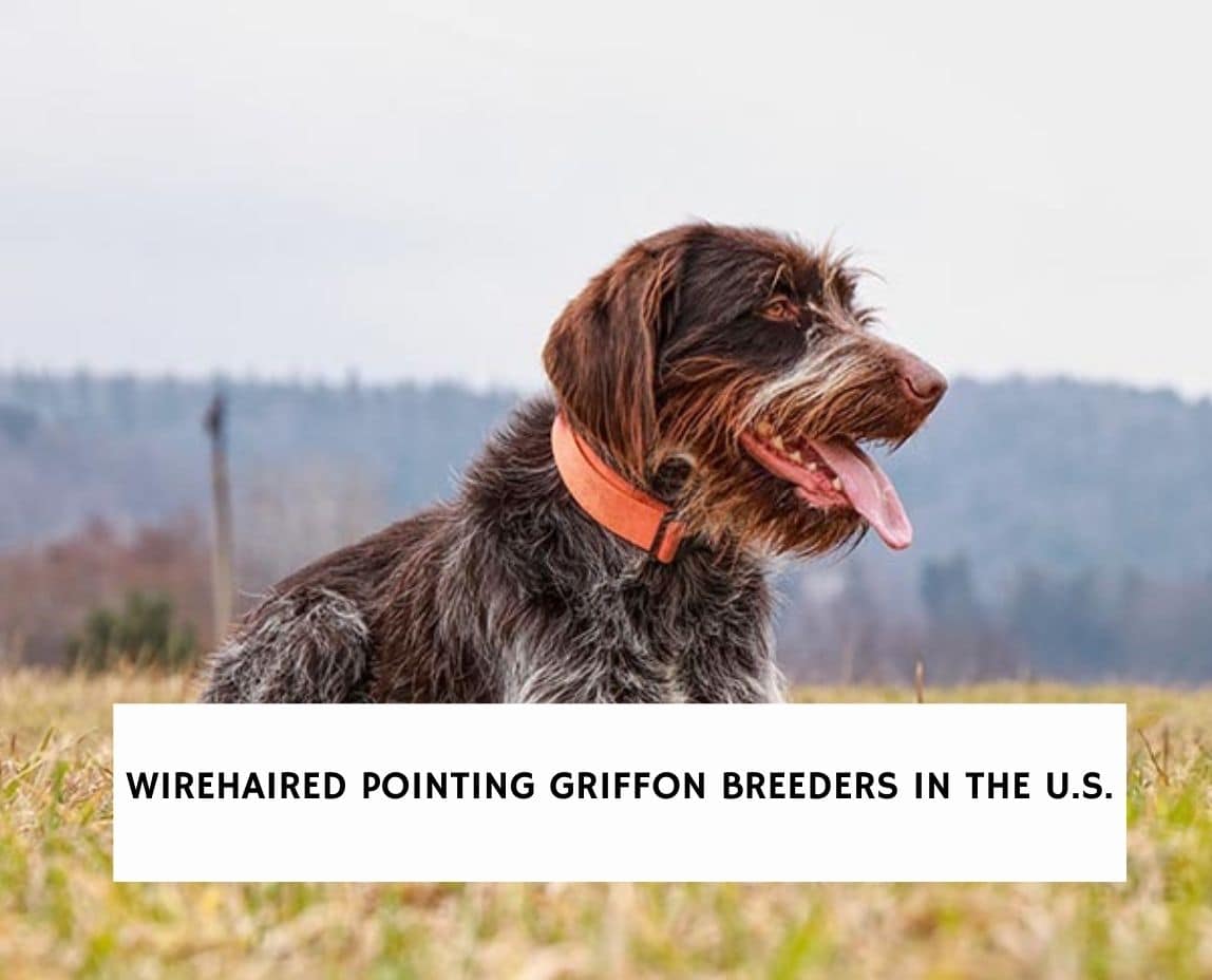 wirehaired pointing griffon stuffed animal