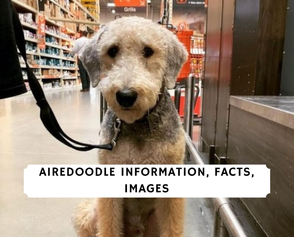 airedoodle