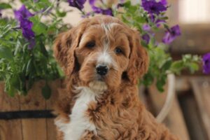Albark Kennels
