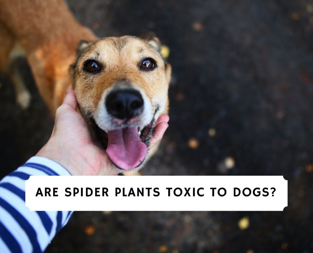 Are Spider Plants Toxic to Dogs? (2024) We Love Doodles