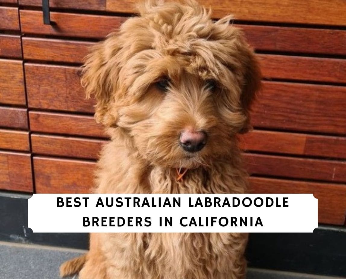 7 Best Australian Labradoodle Breeders in California! (2022) - We Doodles