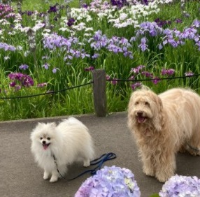 Australian Labradoodle Puppies For Sale in California