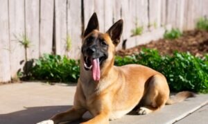 5 Belgian Malinois Breeders In California 21 We Love Doodles