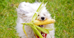 are corn nuts good for dogs