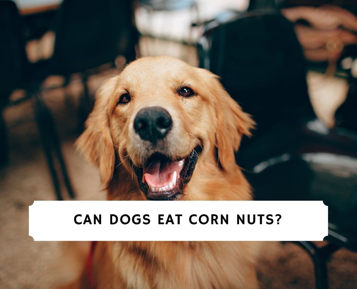 are corn nuts good for dogs