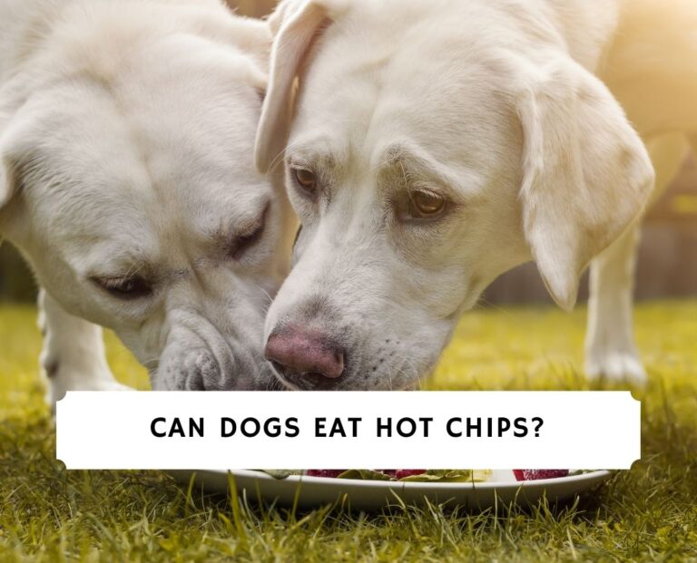 Can Dogs Eat Hot Chips?
