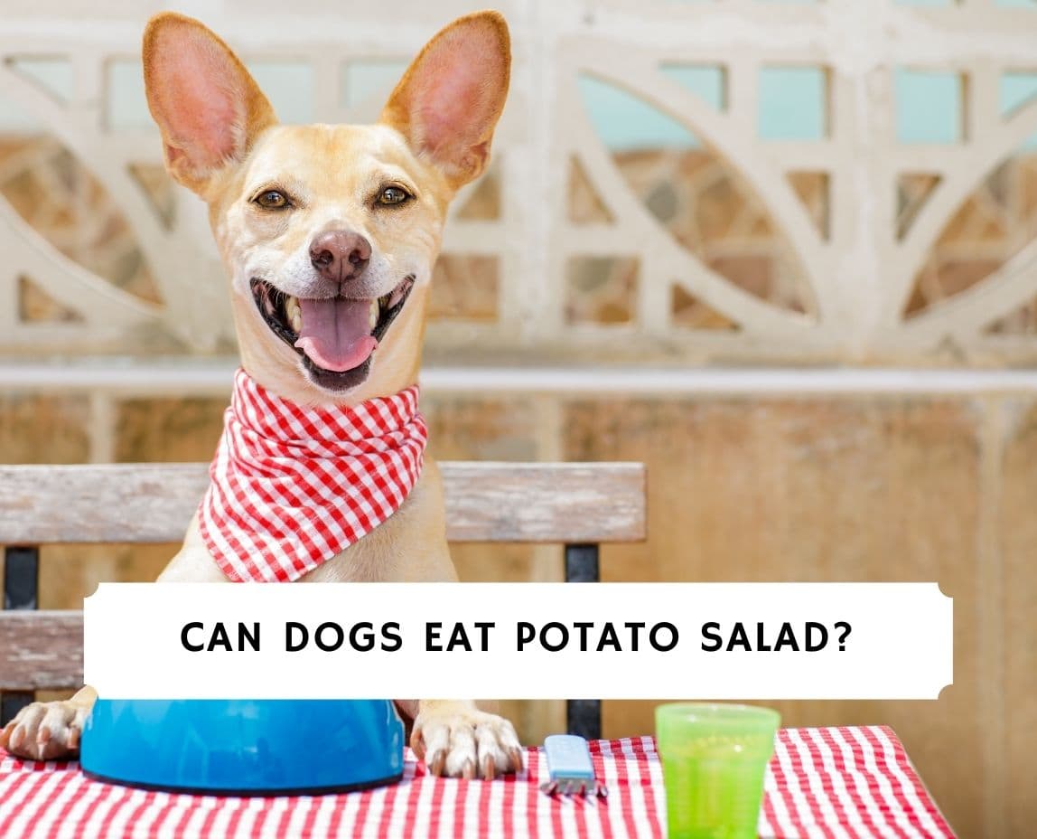 is potato salad bad for dogs