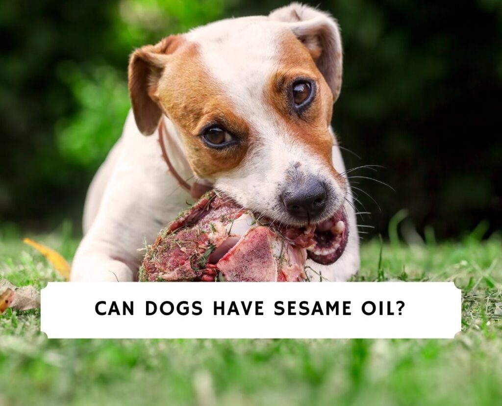 Can Dogs Have Sesame Oil? 4 Health Benefits! (2023) - We Love Doodles