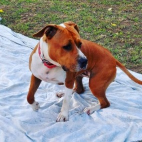 Can Dogs Eat Hot Chips?