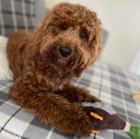 Cockapoo Puppies For Sale in Maryland