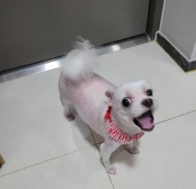 Conclusion For Can Dogs Look Up
