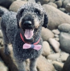 Conclusion For "Can a Labradoodle Be a Service Dog"