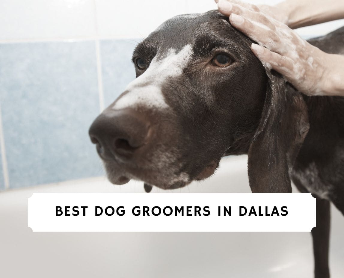 9 Best Dog Groomers in Dallas! (2024) We Love Doodles