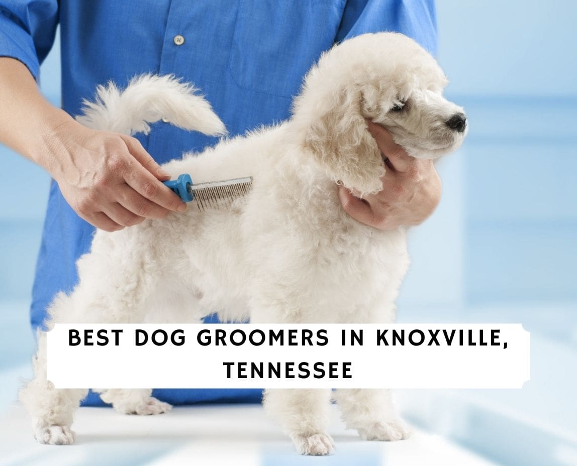 5 Best Dog Groomers in Knoxville, Tennessee!