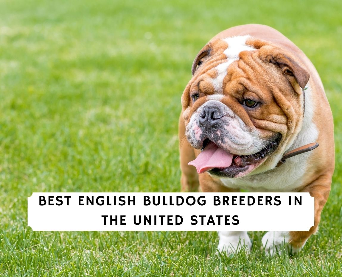 5 Best English Breeders in the United States! (2022) We Love Doodles