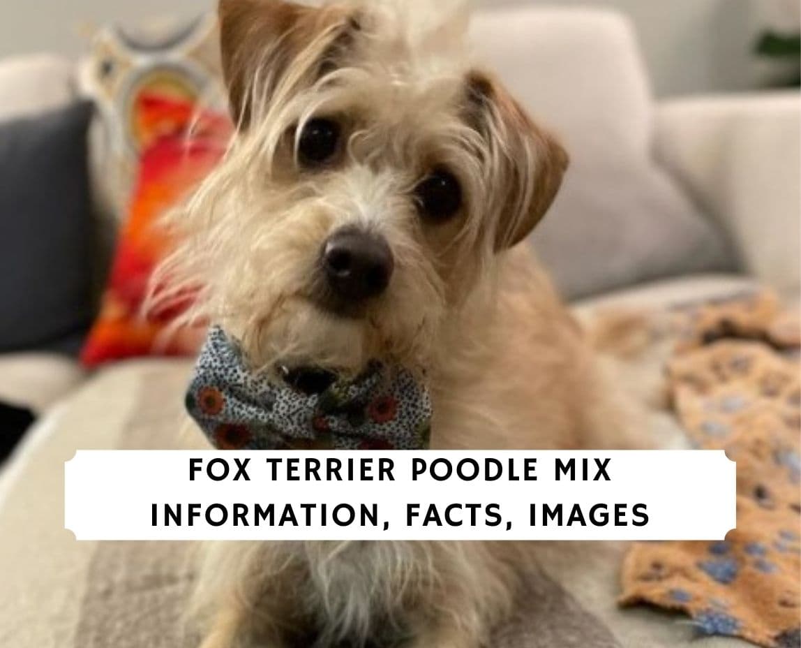 how much do poodle terriers cost