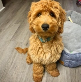 Goldendoodle vs. Double Doodle Appearance