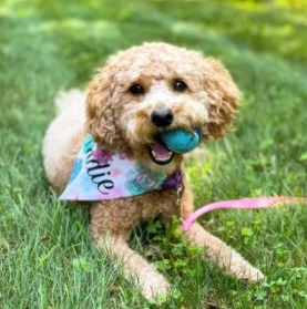 Goldendoodle vs. Double Doodle Breeds