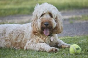 Handling Your Hypoallergenic Whoodle