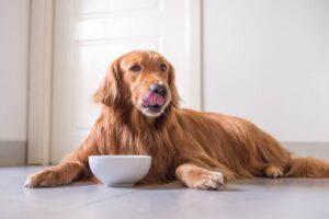 Can Dogs Have Sesame Oil? 4 Health Benefits! (2022) - We Love Doodles