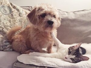 do labradoodles get along with cats