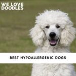 Hypoallergenic Dogs