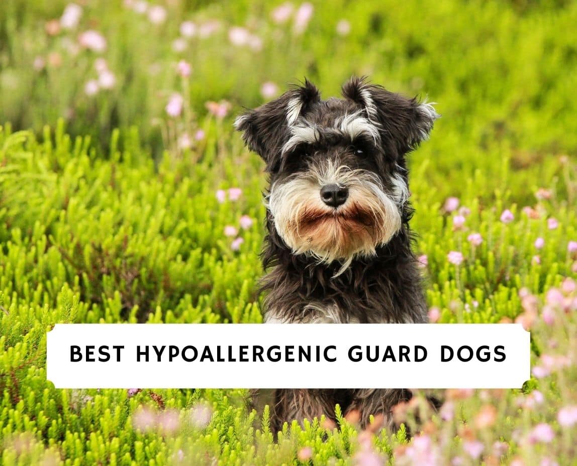 which is the best hypoallergenic dog