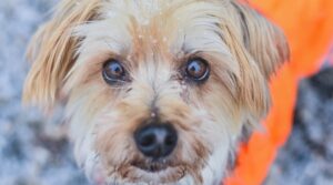 Maltipoo Yorkie Mix Dog Breed Guide