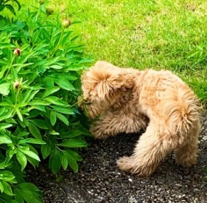 Maltipoos Cannot Tolerate Extreme Weather