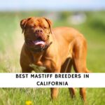 Mastiff Breeders in California