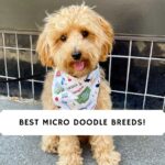 Micro Doodle Breeds