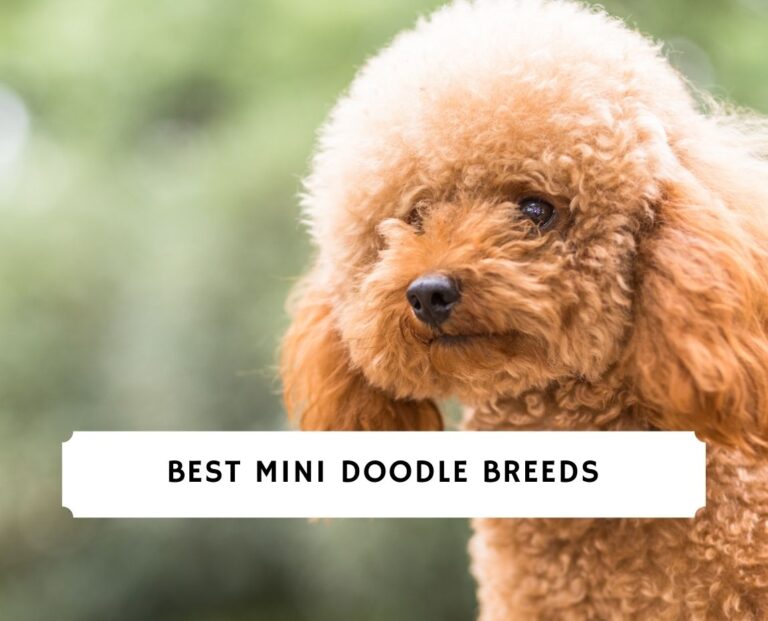 Mini Doodle Breeds