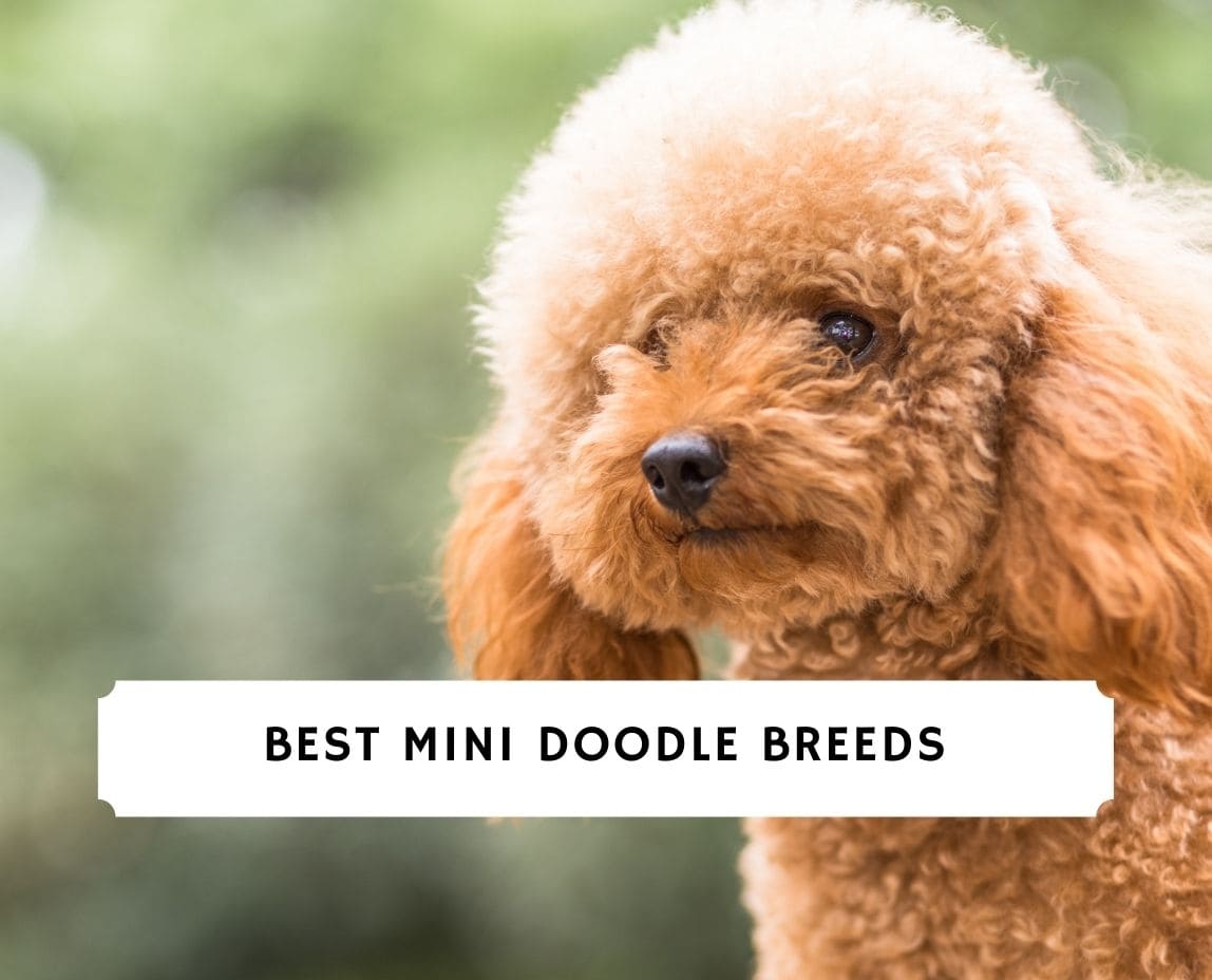 Doodle breeds clearance small