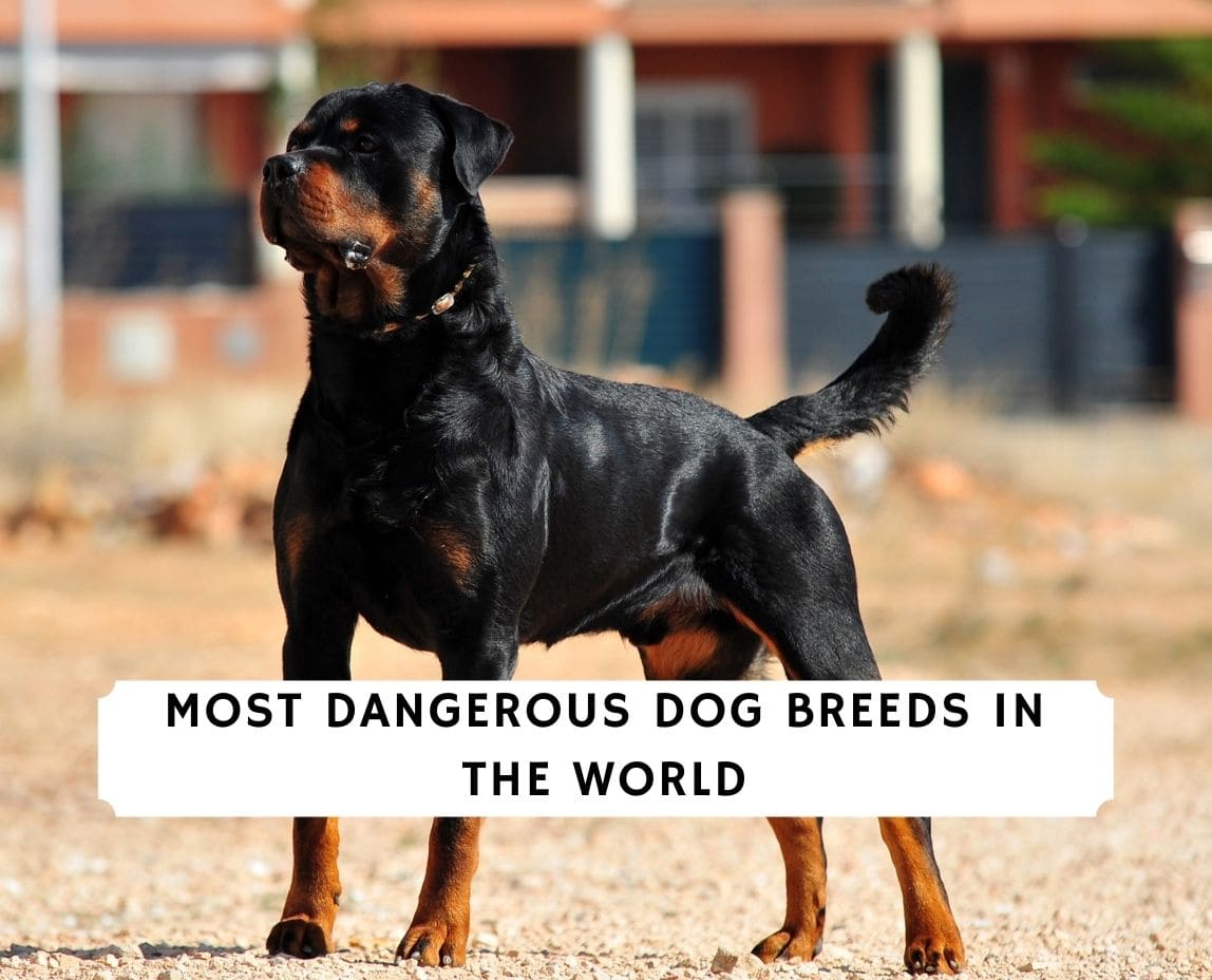 What Breeds Are On The Dangerous Dog List