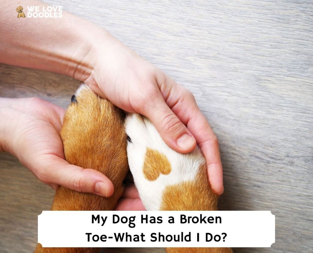 will a dogs broken toe heal on its own