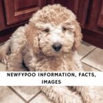 Newfypoo