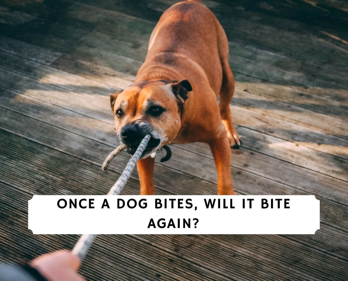 why does dog bite leash