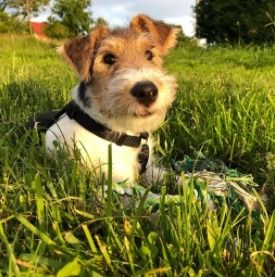 Fox terrier best sale and poodle mix