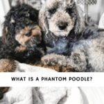 Phantom Poodle