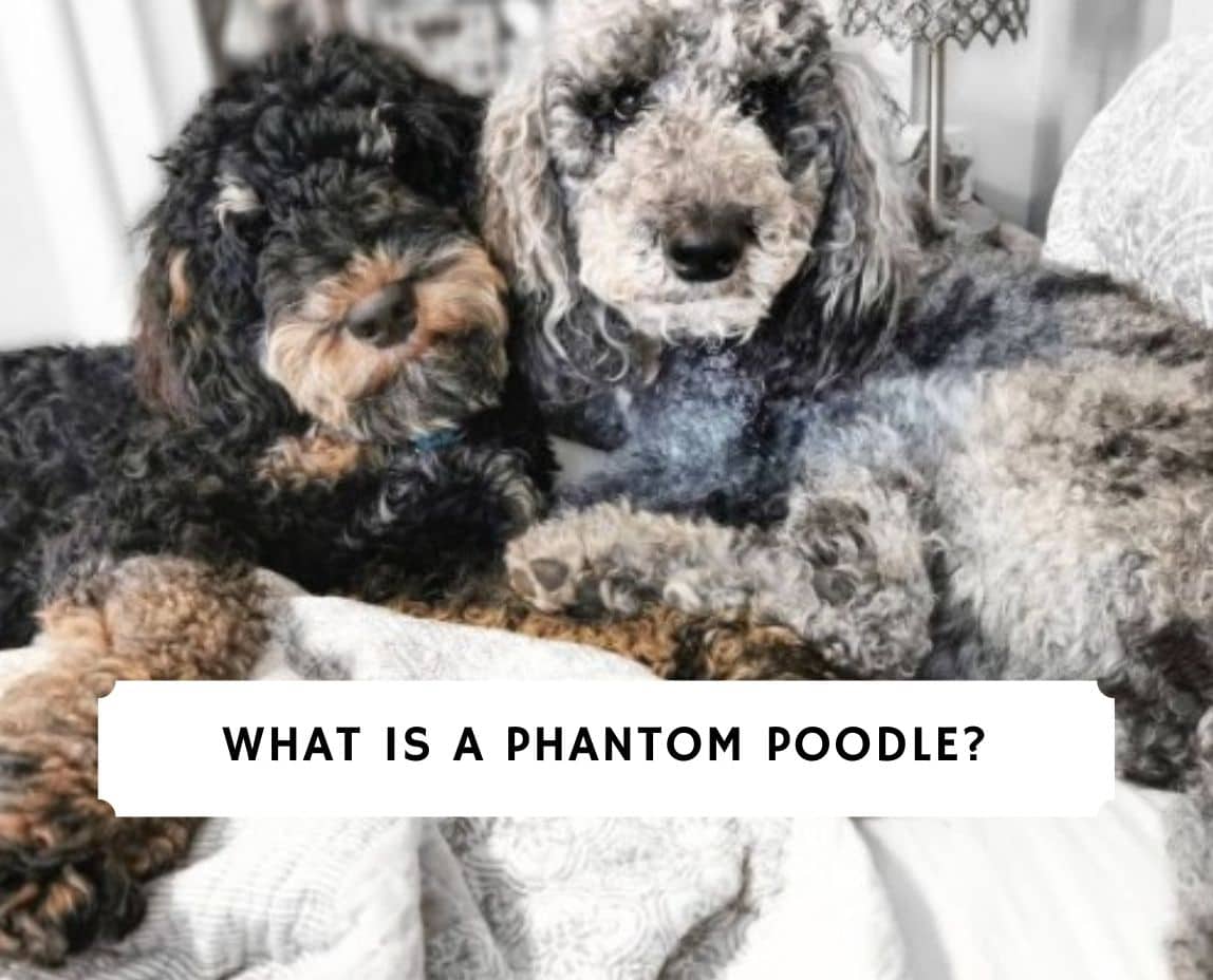 are phantom poodles more expensive