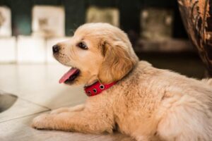 Puppyspot.com