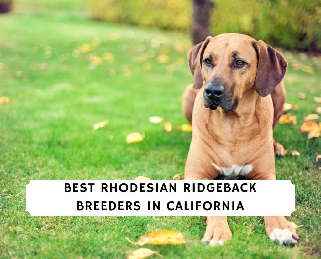 6 Best Rhodesian Ridgeback Breeders in California!